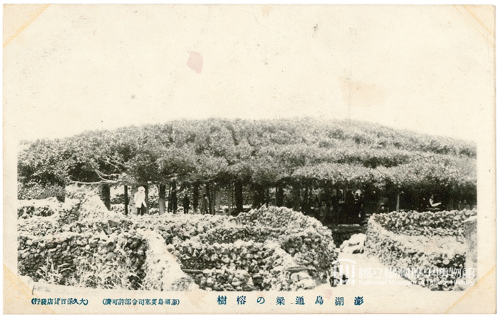 Conjoined Banyan Trees growing on Penghu Island