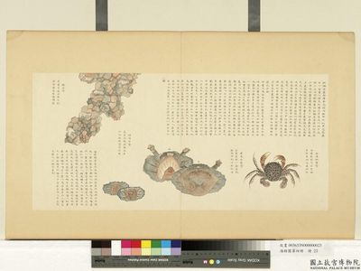 Hepu Zebra Crab from Marine Creatures