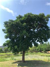Photo: 故宮南院三棵樹的「先住民」之一_茄苳