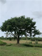 Photo: 故宮南院三棵樹的「先住民」之一_苦楝