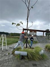 Photo: 故宮南部院區受颱風影響，傾倒約五株植栽