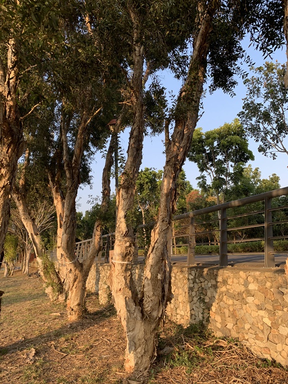 其他(常綠喬木)-K104236188