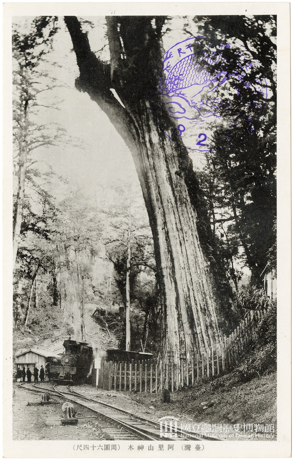 The Sacred Tree at Alishan