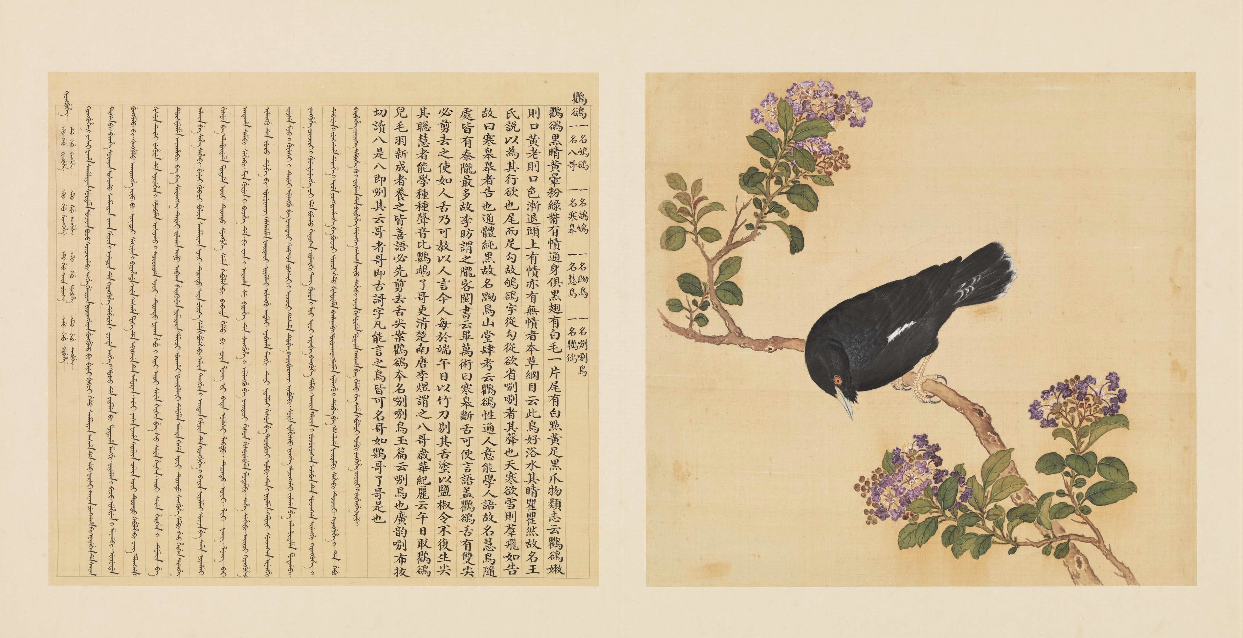 Crested Myna from “Collaborative Copy of Jiang Tingxi’s ‘Avian Compendium’”